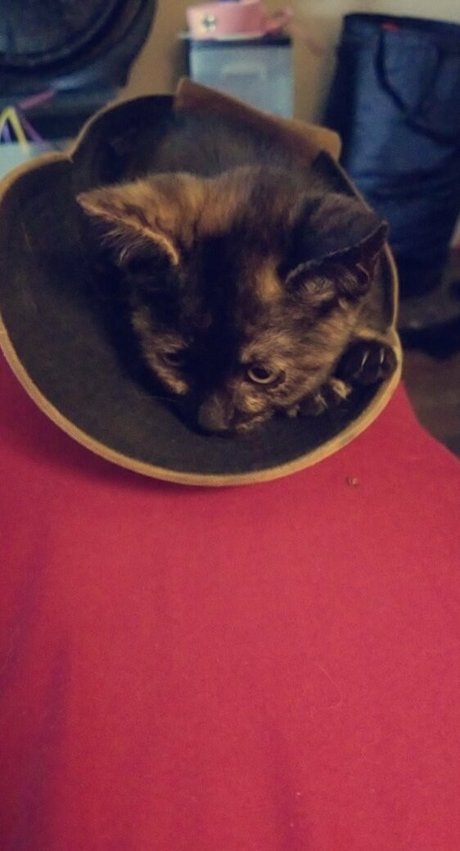 missmelonee pornstar nude images