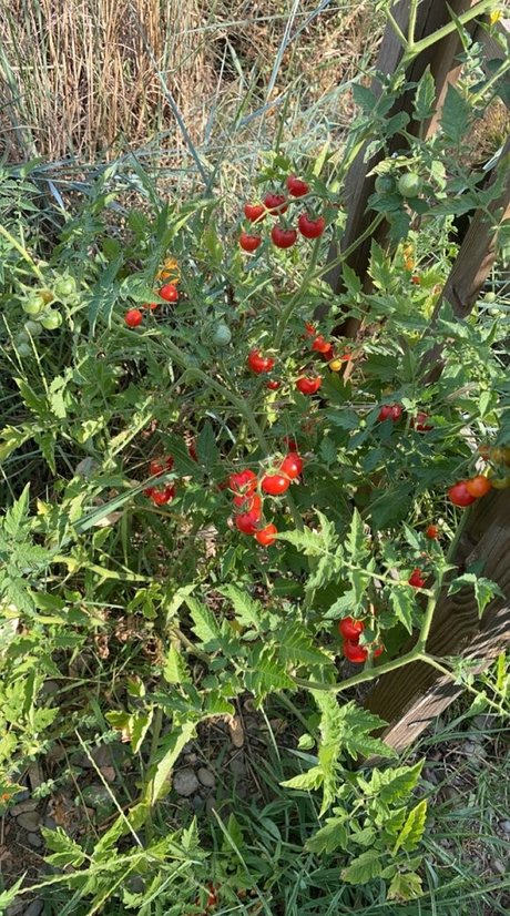 Blondedouce star nudes image