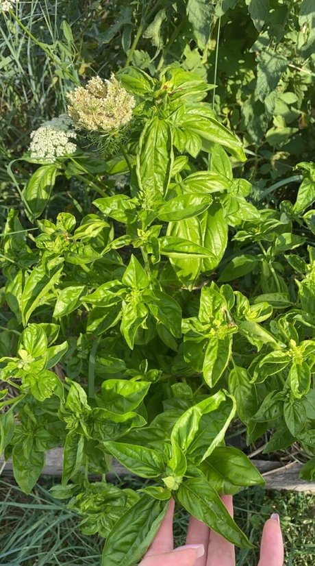 Blondedouce model adult pic