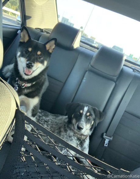 carnationkatie erotic star image