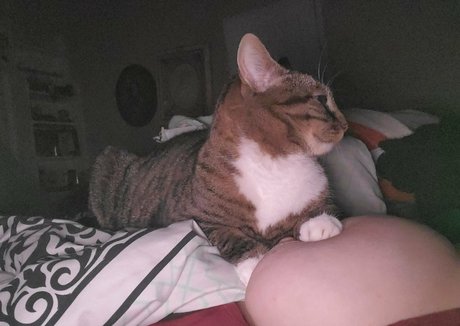 harlowbbw star adult photos