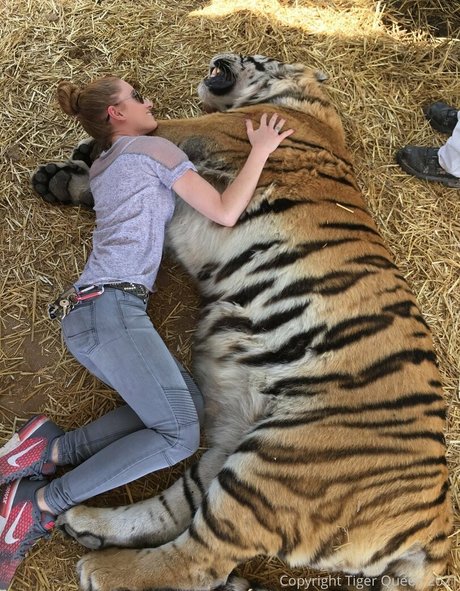 tigerqueen_ pornstar art galleries