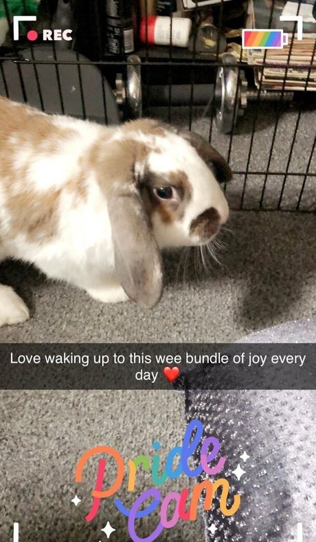 lothianjamie pornstar top pic