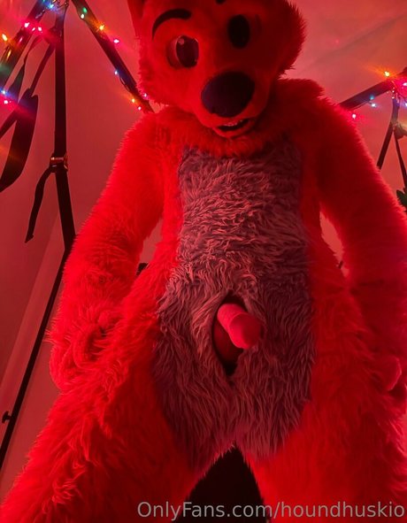 houndhuskio star nice pic