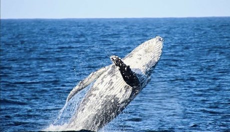 Antonia Waerea Adams pretty model images