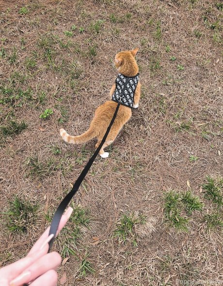 condom onlyfans porn pic