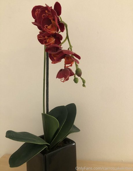 amateur trans onlyfans sexy nude archive