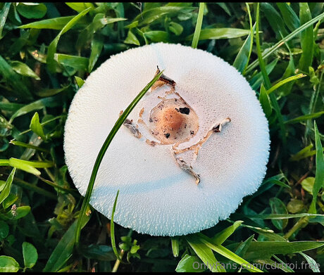 Cdrtroi Free model free img