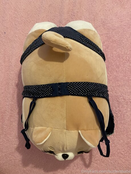 Zaykap top model gallery