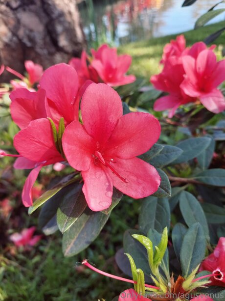 Agusvenus naked star photo