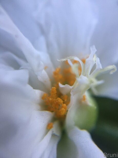 asian shemale onlyfans beautiful nude galleries