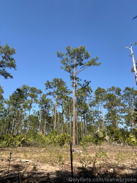 Leahwbrooke pornstar adult gallery