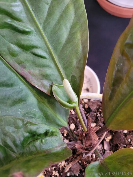 U213919435 porn model photo