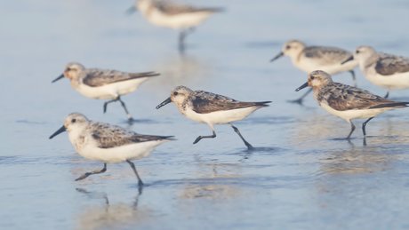 Gobirdsbabe best model gallery