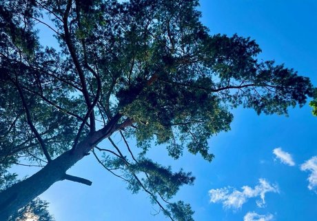 zoenafree model free archive