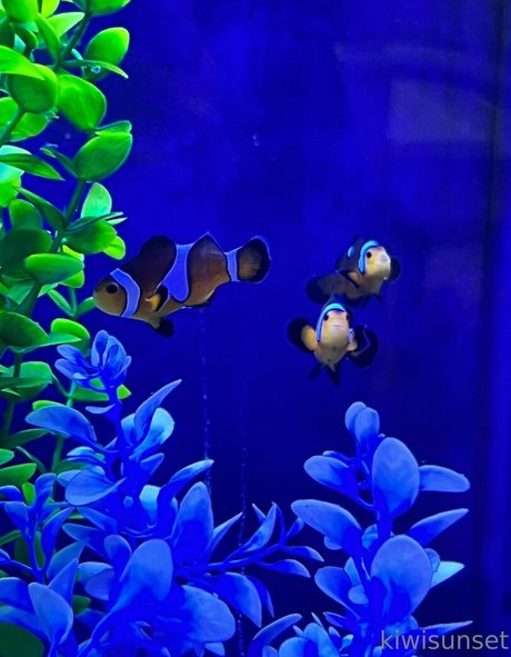 blonde creampie onlyfans pornographic gallery