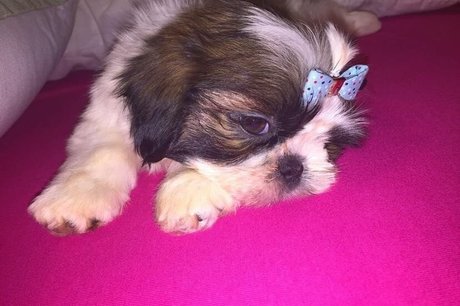 Tomer Asherian pornstar nudes pics