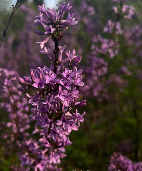 hairy armpits onlyfans sex pictures