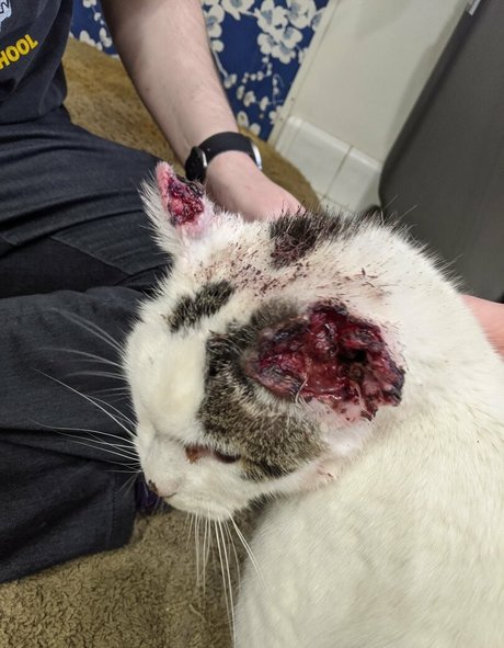 irisreigns pretty model gallery