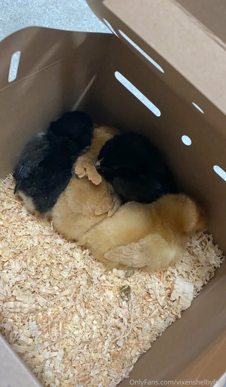 vixenshelbyfree model hd img