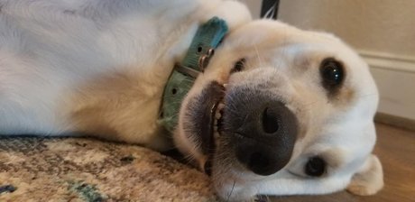 Lacigreen2020 erotic pornstar pictures