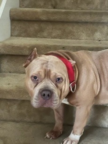 moochann pornstar sexy gallery