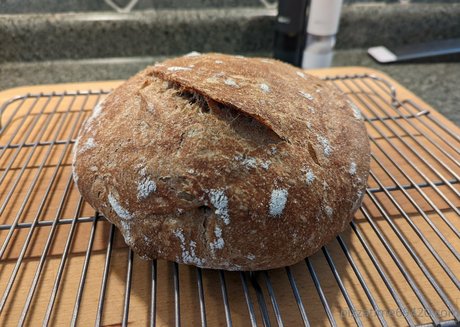 gutfuzz star perfect pictures