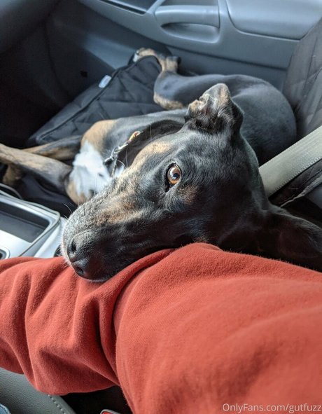 gutfuzz pornstar beautiful pictures