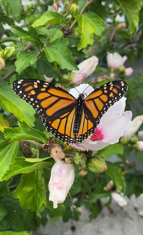 seduction onlyfans perfect image