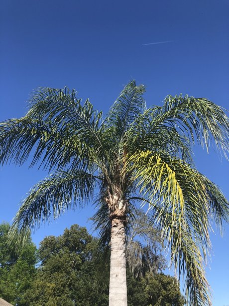 Pink Pocket sexy pornstar gallery