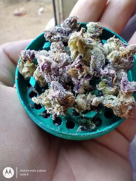 PimpinaintEz model high quality images