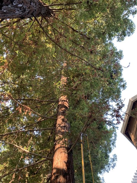 Elonbust exclusive model image