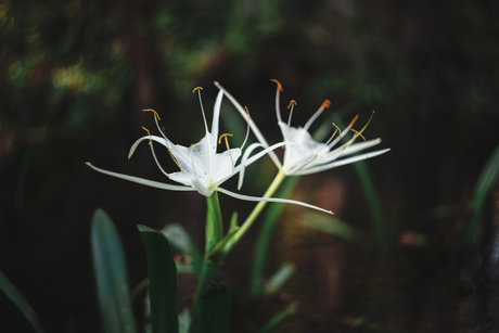 Robin Essosi star top galleries