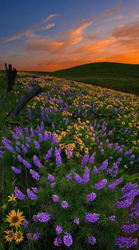 Ari Berry_ pornstar naked img