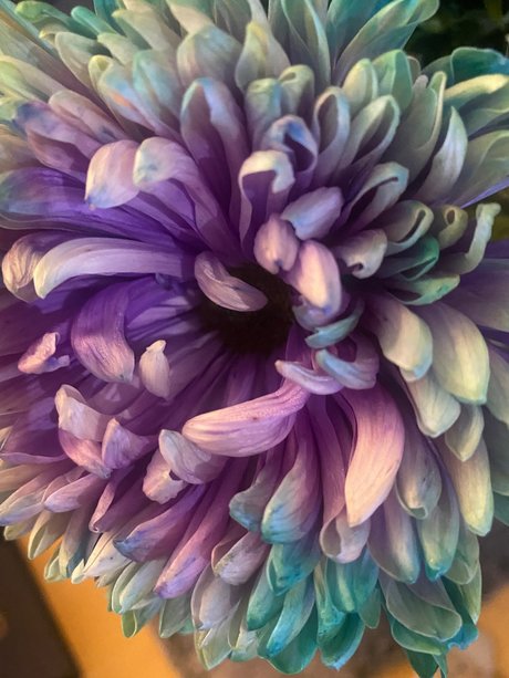 Sternf e pornographic star photos