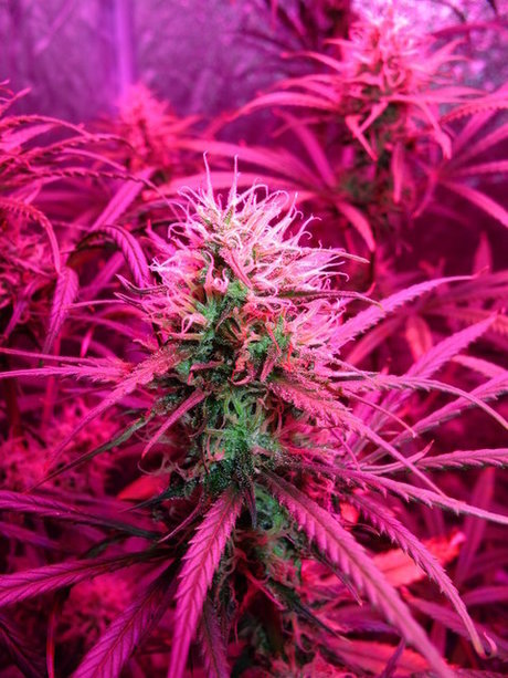 Velaris model nudes galleries