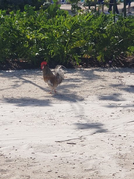 MeetMyMeat hd model gallery