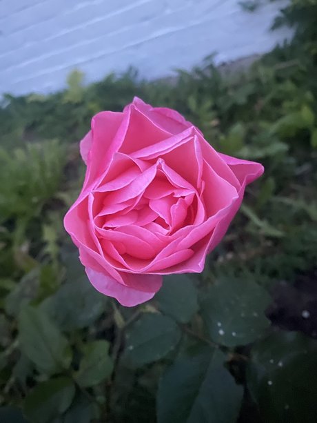 lingerie blowjob onlyfans porno gallery