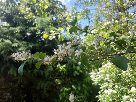 Devin_ star porn photo