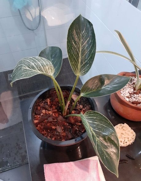 hornypuca pornstar sex pic