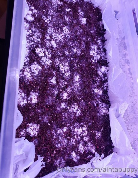 Aintapuppy model erotic pics