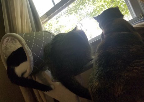 cougars onlyfans best photos