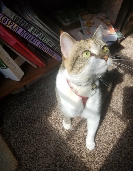 sqregina pornstar beautiful image