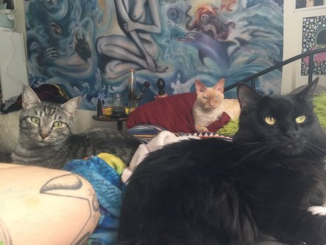 Jiggy Cat Tribe asmr_ xxx star pics