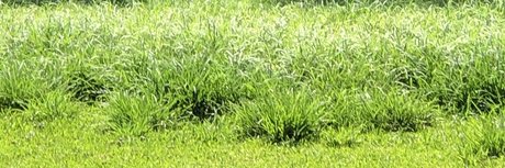 Bigwill pornstar xxx picture