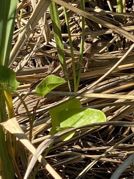 Jordan Lake pornstar art img