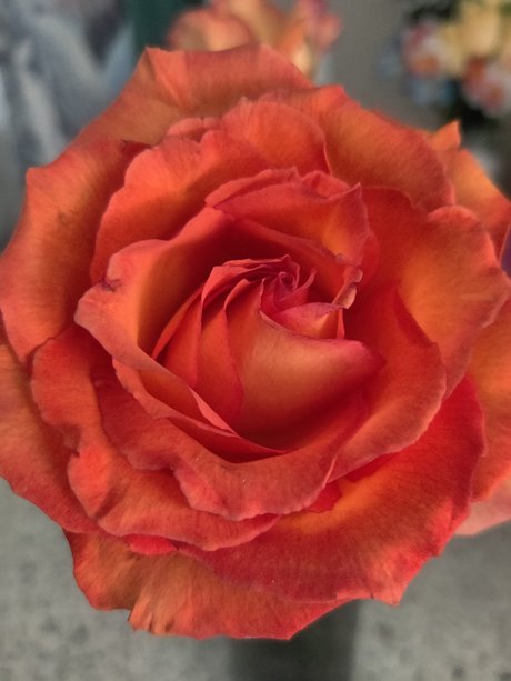 Manic_ pornstar perfect gallery