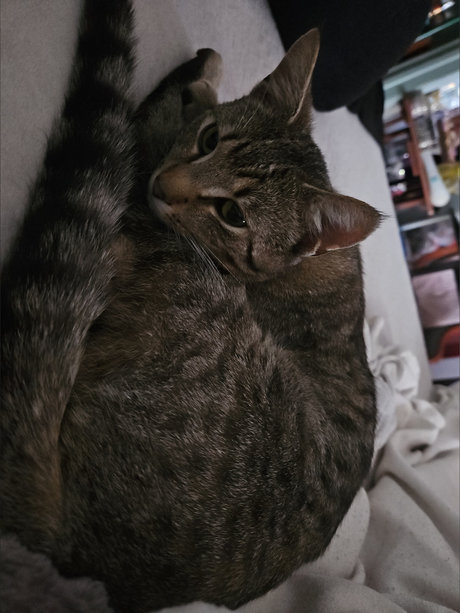 _Auntie Carrie_ pornstar adult pictures