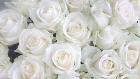 Jessicarose freex model best gallery