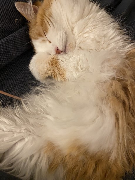 Mitzi high quality pornstar gallery